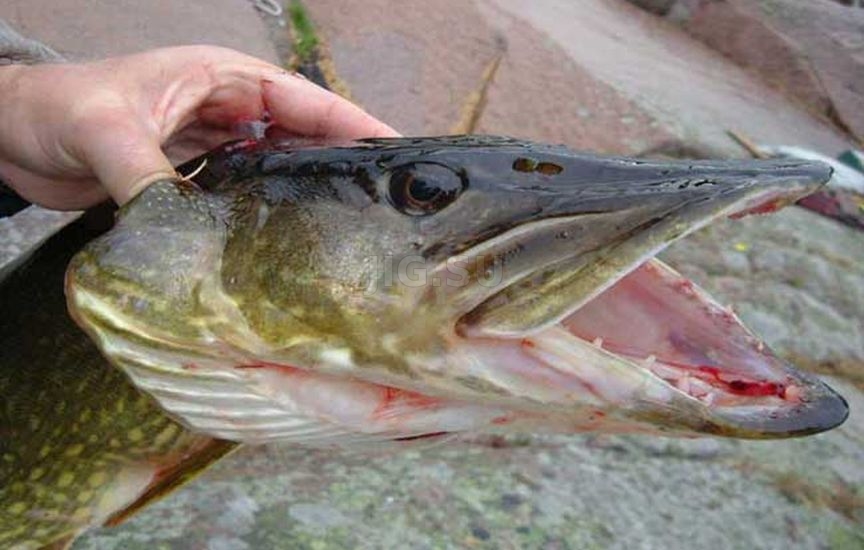 Как ловить щуку на живца