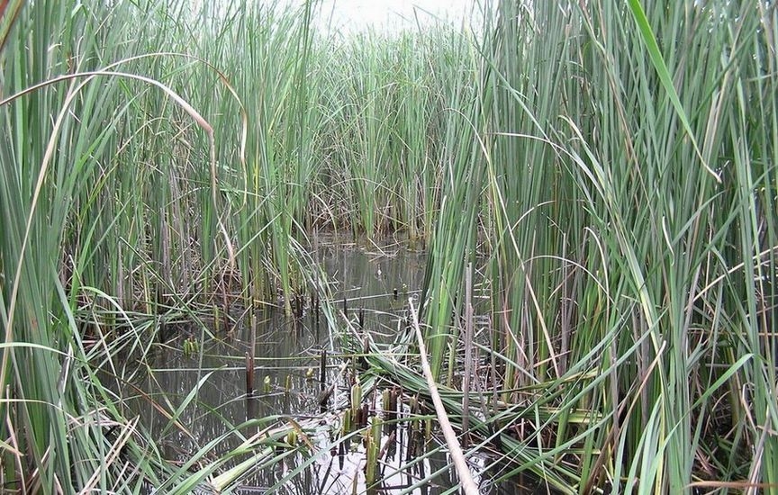 Ловля в камышах Ловля в камышах