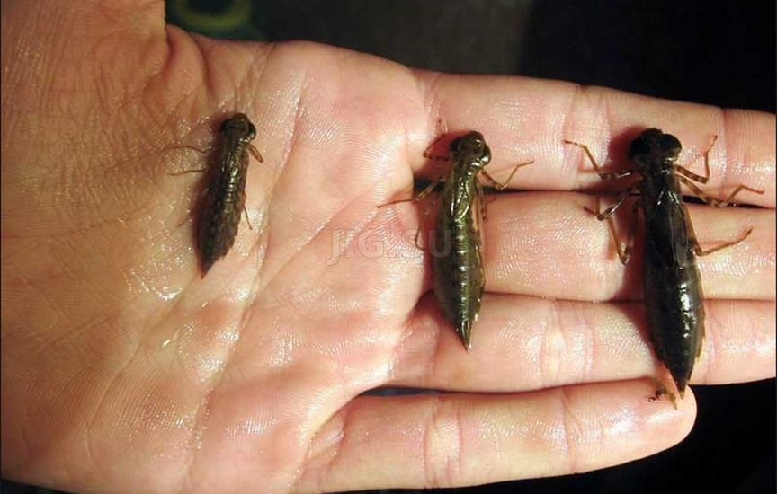 Животные приманки и насадки