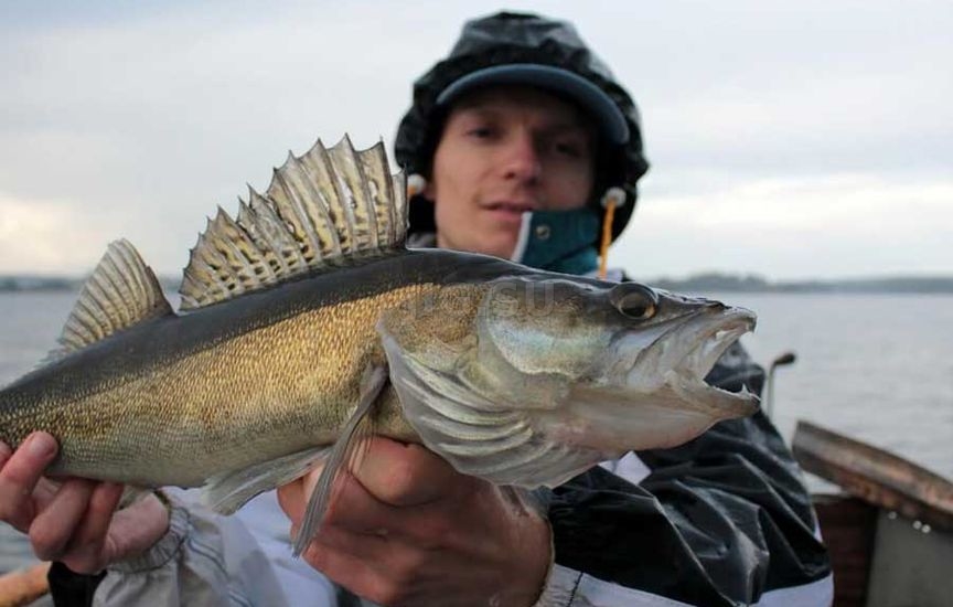 Ловля судака на воблеры
