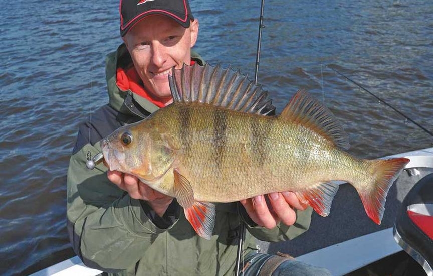 Как ловить окуня на реках.