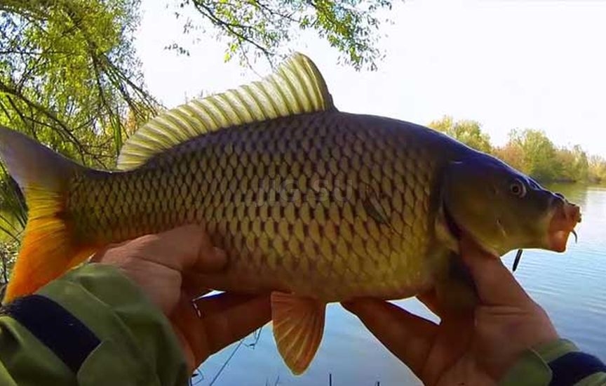 Ловля карпа на поплавочную удочку