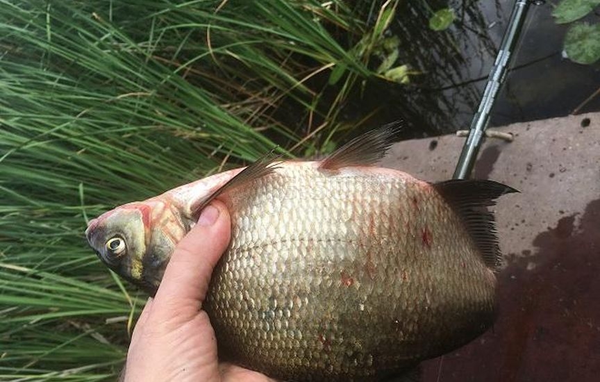 Ловля леща на поплавочную удочку