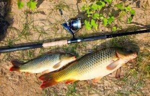 Рыбалка на карпа в разное время года